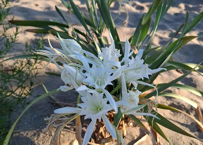 White Lily * Sozopol