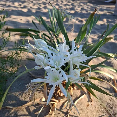 White Lily * Σωζόπολη